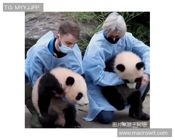 足球明星与熊猫的奇妙冒险之旅与友谊的温暖故事